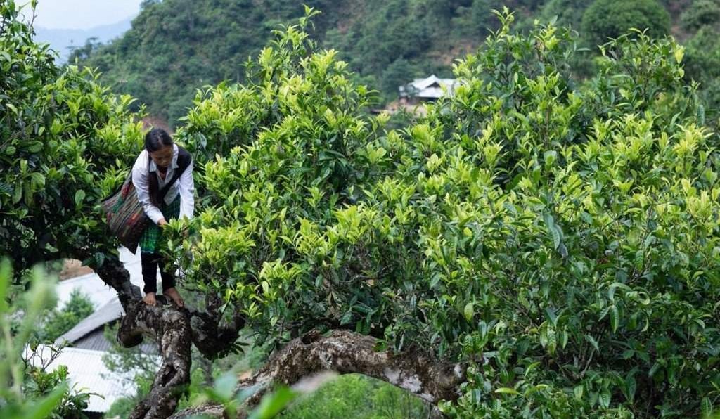 che-shan-tuyet-suoi-giang