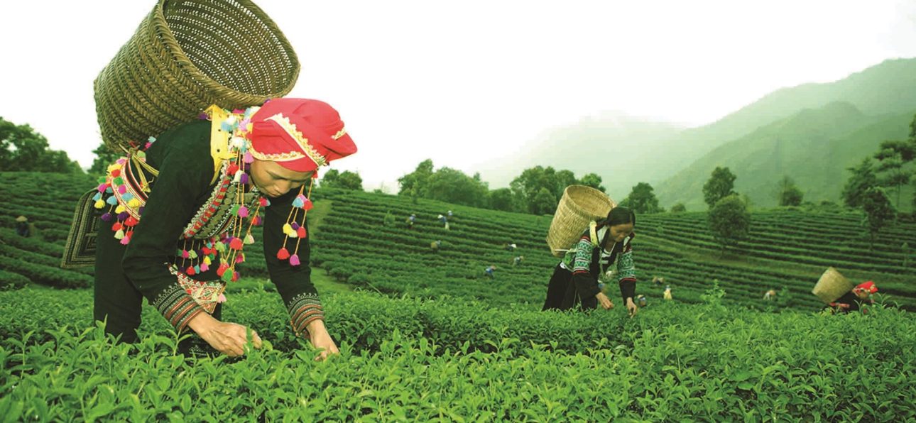 nguon-goc-che-lai-chau