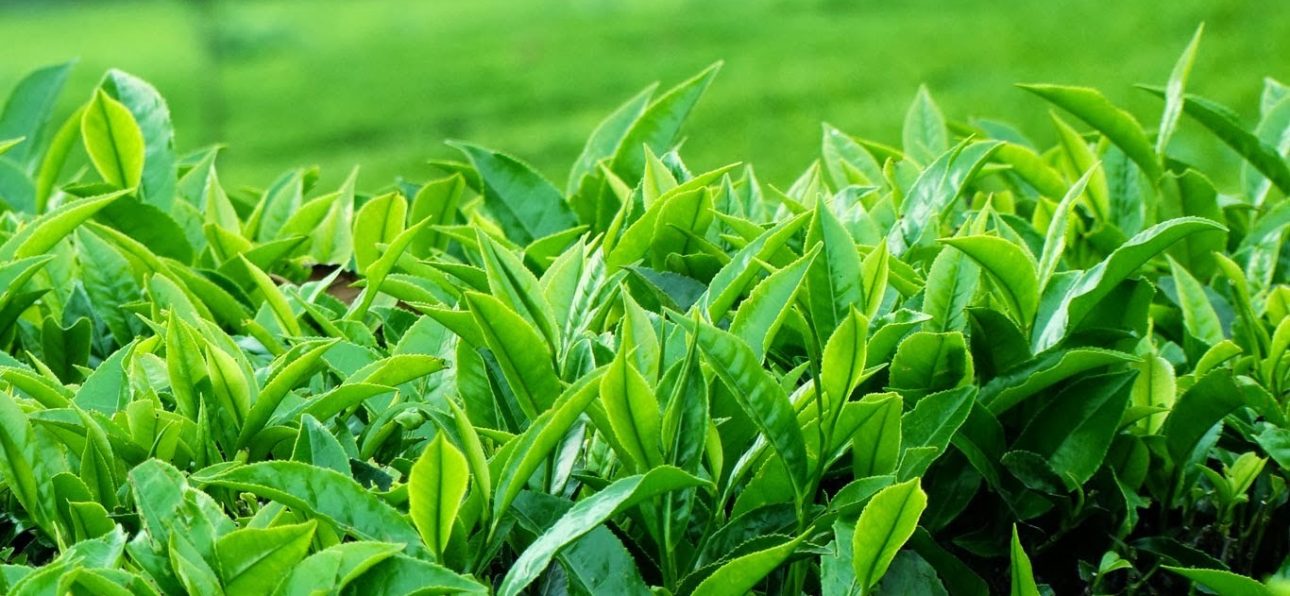 nguon-goc-tra-xanh-tan-cuong-thai-nguyen