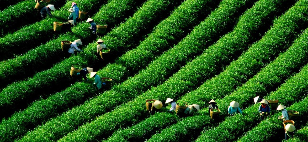 tim-hieu-xu-huong-tra