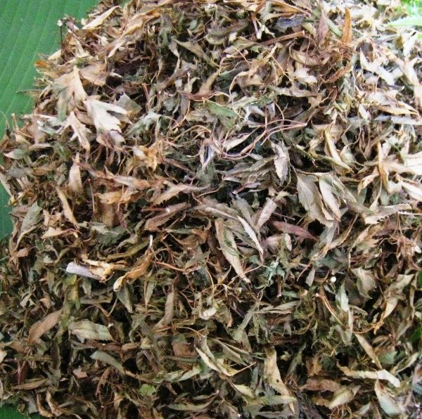 tra-dinh-lang-say-kho