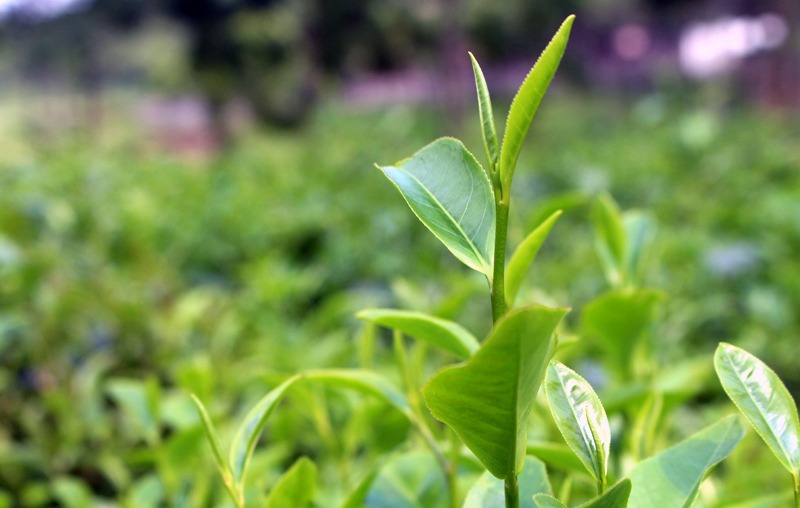 tra-dinh-loai-tra-duoc-vi-nhu-vang-rong