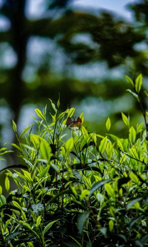 z5448622714331_055c4598559510dea9796cff36d82d4f